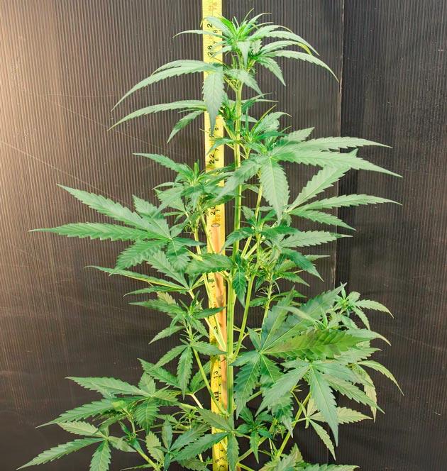 Начало цветения марихуаны Куст Choco Thai Auto от Herbies Seeds на 4 неделе