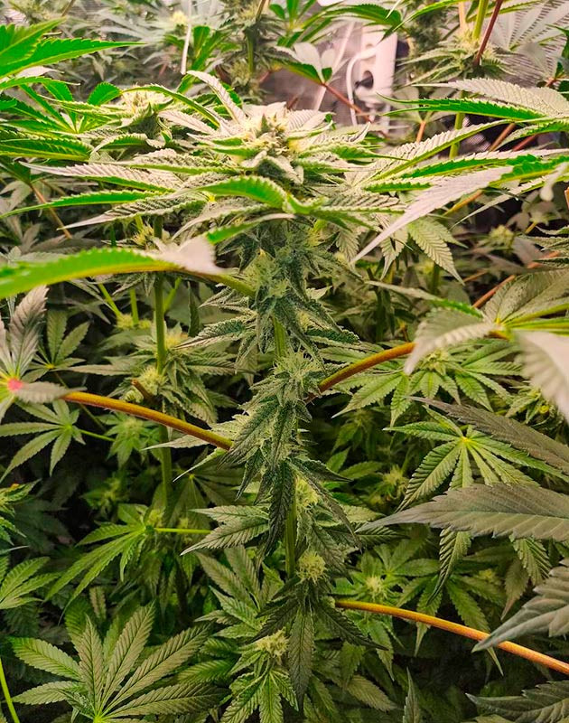 Куст Biscotti Mintz на цветении Цветение куста Biscotti Mintz