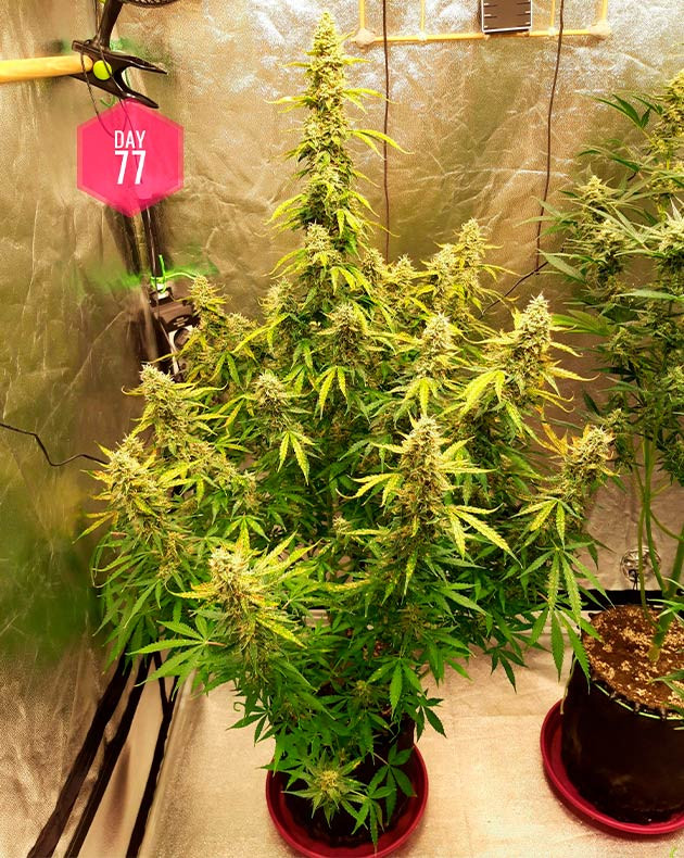 Массивные соцветия на 11 неделе Листья конопли с желтыми пятнами