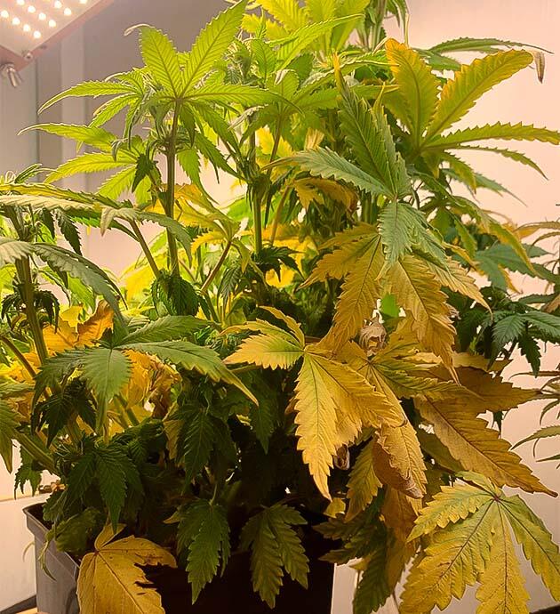 Конопля на 8 неделе роста Пожелтевшие листья конопли