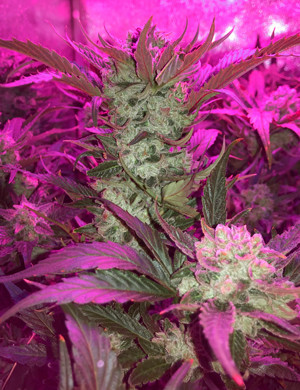 Шишка перед харвестом