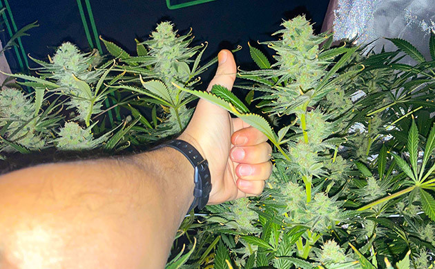 Сбор урожая на 14 неделе выращивания Кусты перед харвестом