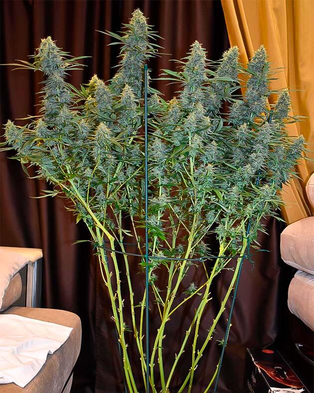 Дозревание и начало промывки марихуаны Куст Jealousy Kush на 14 неделе выращивания