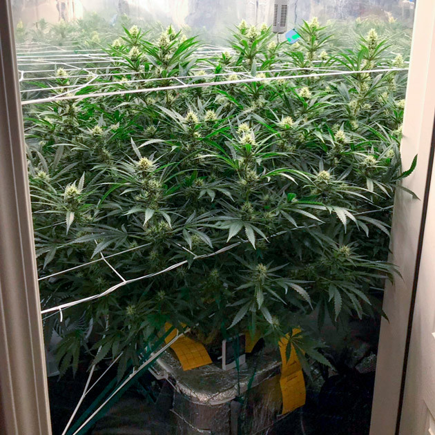 Подросшие шишки Заполненный гроурум