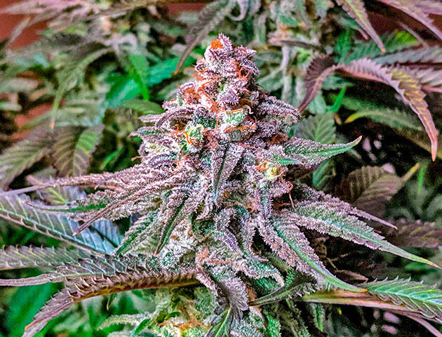 Финальная стадия созревания каннабиса Созревшая шишка каннабиса Jack Herer с янтарными трихомами