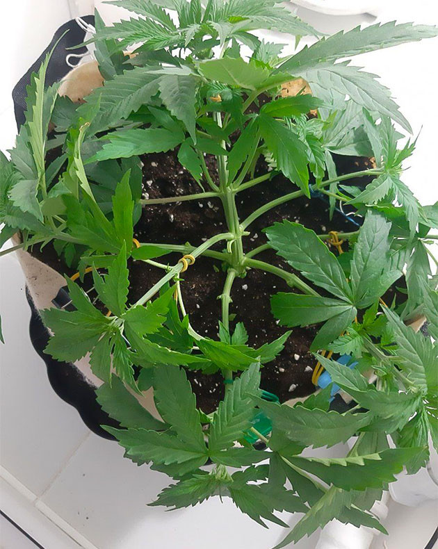 Активная вега Critical Orange Punch Auto Настройка компрессора для Critical Orange Punch Auto