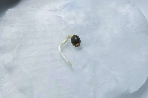 Используемое оборудование для грова Zoap Высадка семян Zoap