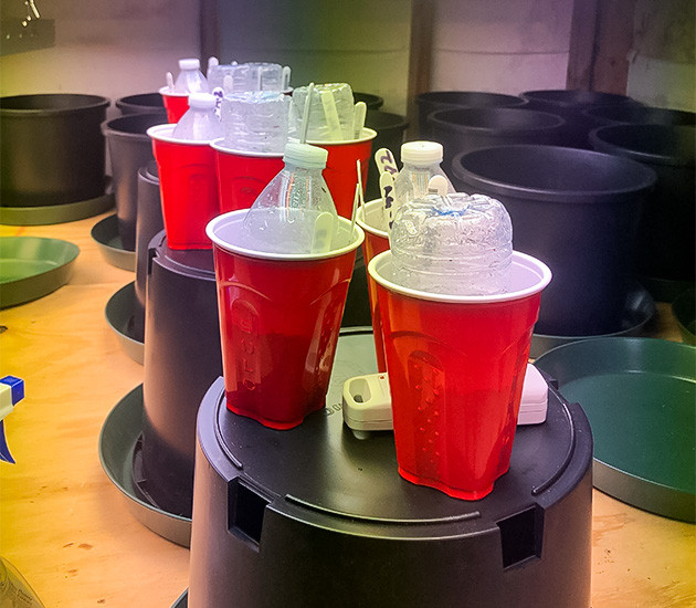 Проращивание Gelato Auto Проращивание семян конопли Gelato Auto