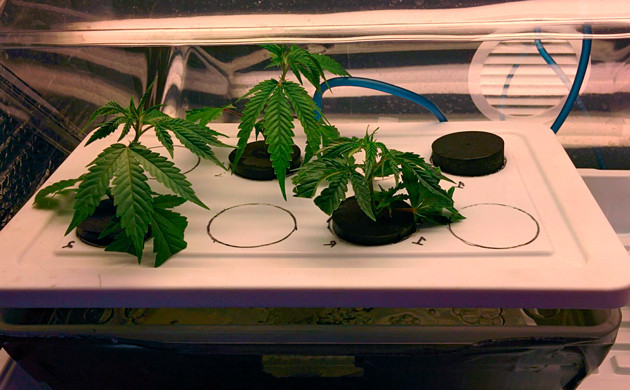 Выращивание клонов в клонарнике 3 клона конопли в клонарнике