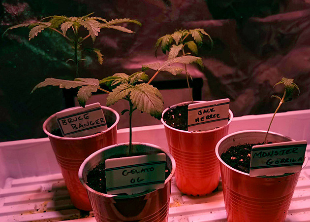 Перемещение в тент Росток Gorilla Glue от Monster Genetics