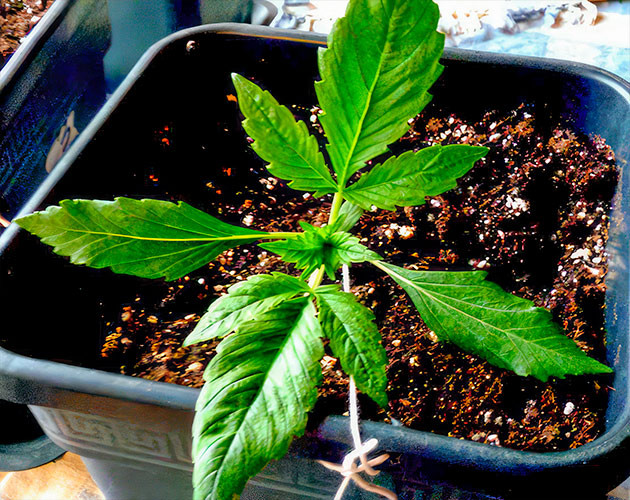 Пересадка в горшок Начало выращивания в горшке