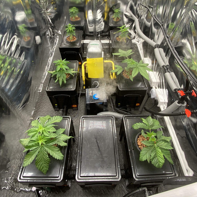 Топпинг на 3 неделе выращивания Шесть ростков в гроуруме