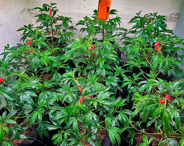 Топпинг конопли Mimosa x Orange Punch ростом 65 - 75 см