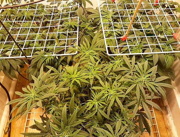 Сильный аромат сосны Куст Strawberry Amnesia ростом 38 см