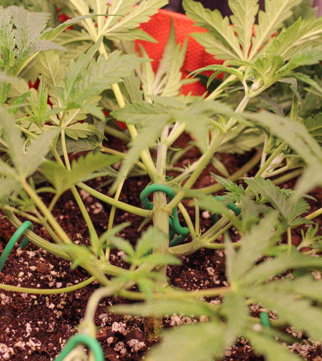 Вторая порция питательной смеси Закрепление листьев для фотосинтеза