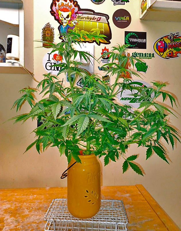 Начало цветения и снижение уровня pH Куст Sour Diesel Auto от Herbies Seeds на 5 неделе выращивания