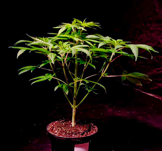 Стимуляция цветения сорта Sweet Cherry Pie Перевод на цветение растения Sweet Cherry Pie