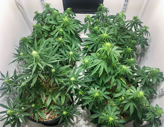 35 день выращивания конопли Цветущие кусты высотой 35 см