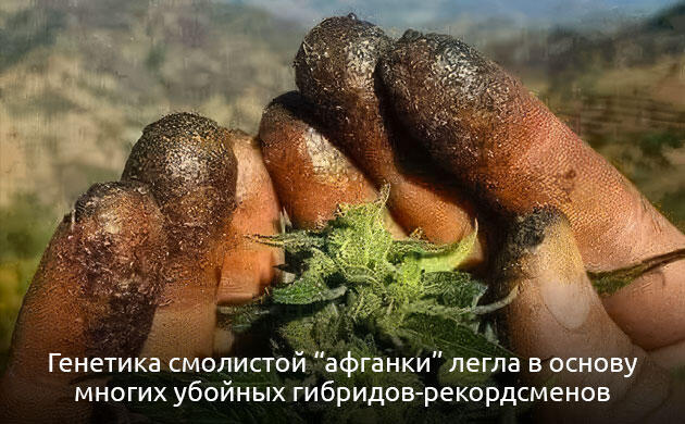 От чего зависит содержание ТГК Уровень ТГК в различных видах конопли