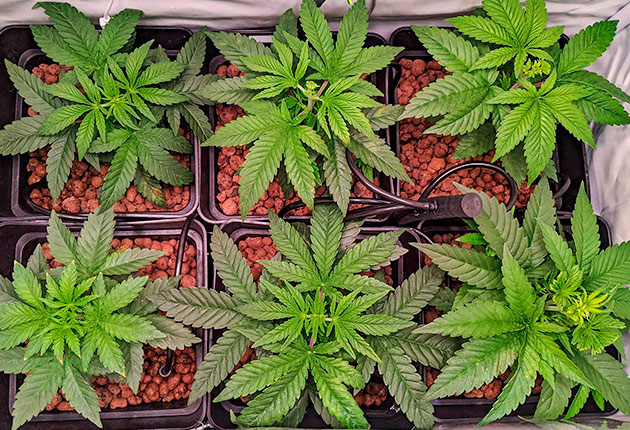 Проведение FIM-обрезки Кусты Bruce Banner #3 от Herbies Seeds на 5 неделе