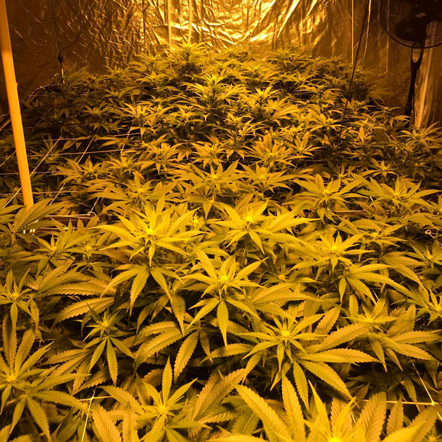 Использование углекислого газа Каннабис высотой 94 см
