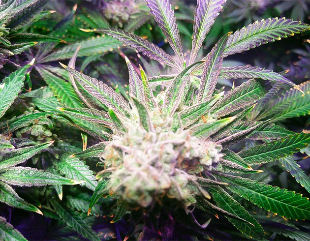 Подготовка к харвесту конопли Wedding Gelato подготовка к харвесту Wedding Gelato