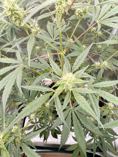 Длинные ветви и их влияние на шишки Тонкости формирования шишек у CBD Lemon Auto