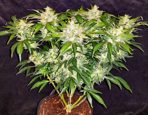 Промывка созревшего растения Соцветие покрывающее всю колу