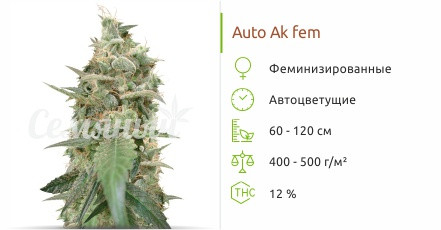 Сорт марихуаны Auto Ak Auto Ak от сидбанка Семяныч