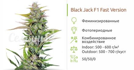 Сорт конопли Black Jack F1 Fast Version fem от Sweet Seeds Black Jack F1 Fast Version fem (Sweet Seeds)