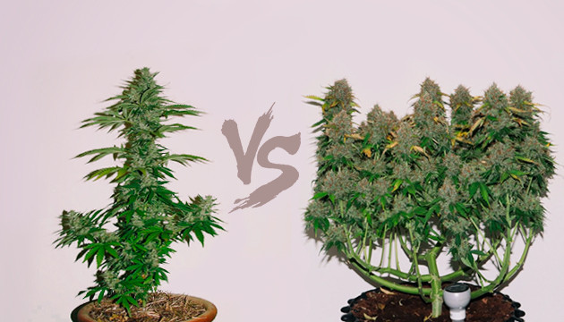 Увеличение уровня ТГК в автоцветах Урожайность автоцветов