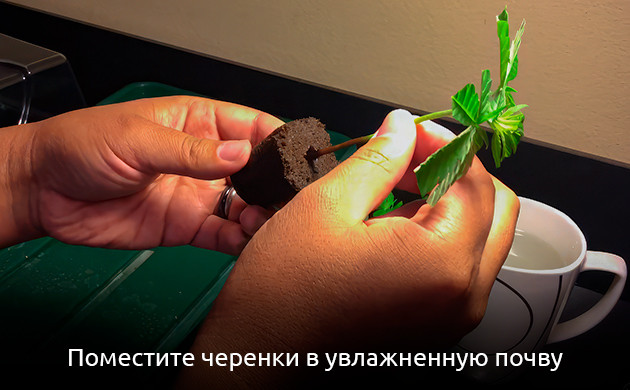 Черенки конопли в увлажненной почве Поместить срезанные клоны в увлажненную почву