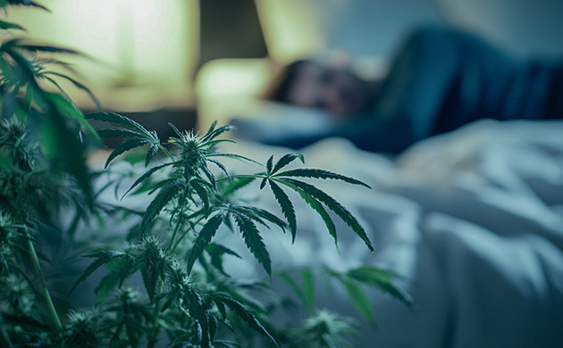 Каннабиноиды и сон: как марихуана помогает бороться с бессонницей Влияние марихуаны на качество сна и контроль веса