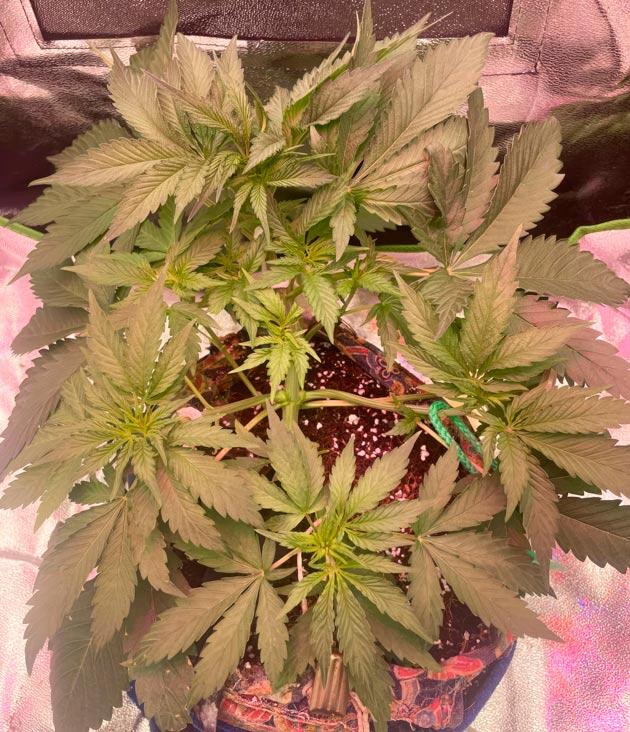 Пересадка конопли и полноценная LST-тренировка Куст Fullgas от GHS на 3 неделе выращивания