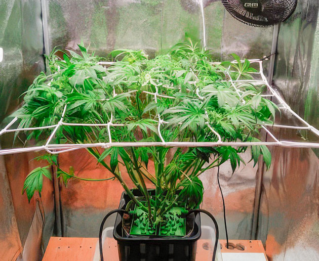 Проведение тренировок для марихуаны Куст Auto Orange Bud от Dutch Passion ростом 42 см