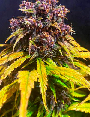 Ароматные фиолетовые шишки Шишка фиолетового цвета