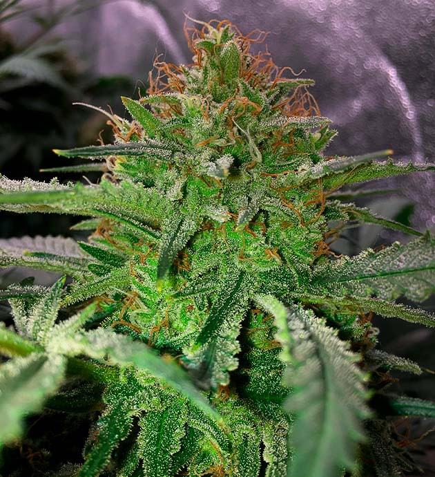 Завершение стадии цветения Шишка Grandaddy Purple