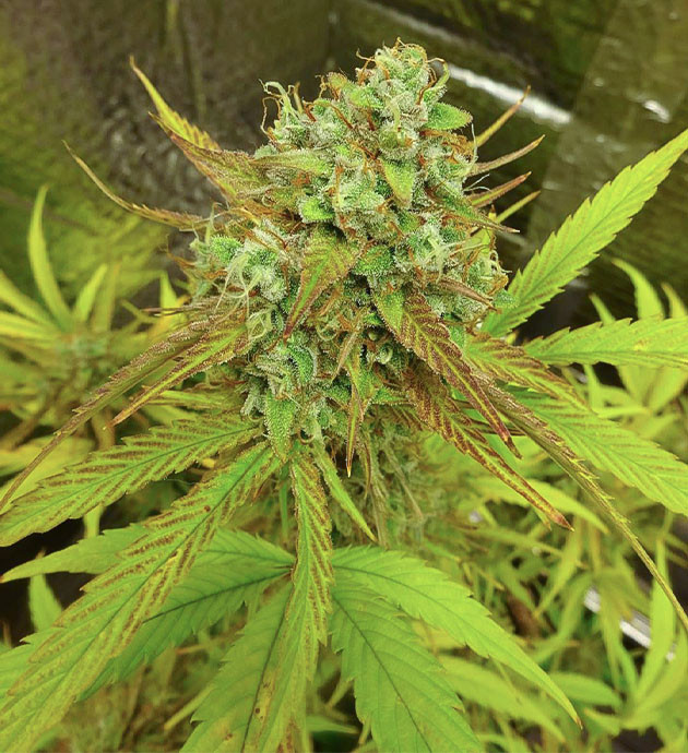 подготовка к харвесту Wedding Cake Auto Предхарвест Wedding Cake Auto