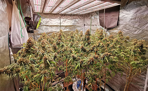 Цветение клонов на 15 неделе Дозревающие кусты конопли