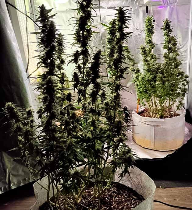 17 неделя выращивания конопли Марихуана покрытая смолой
