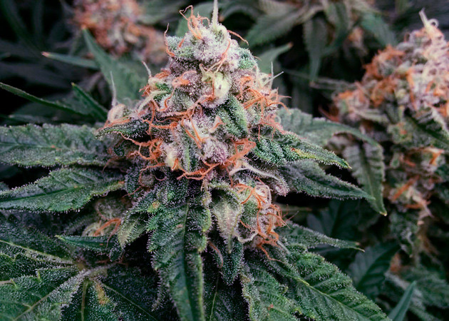 Созревшая шишка марихуаны Соцветие клона конопли