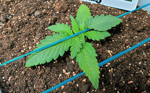 Тренировка ростка на 9 день LST с помощью резинок для денег