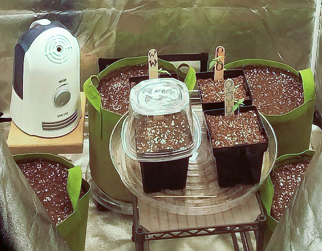 Проращивание семян конопли Pineapple Chunk Пророст семян сорта Pineapple Chunk