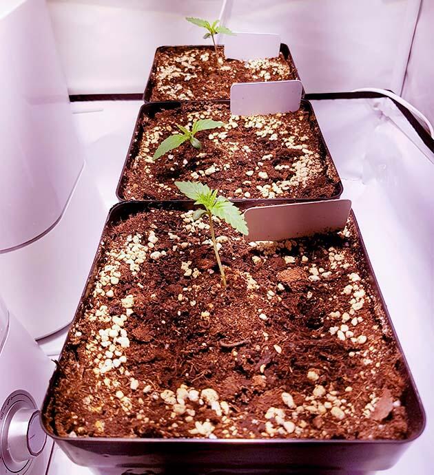 Пересадка конопли в горшок Ростки сорта Royal Runtz