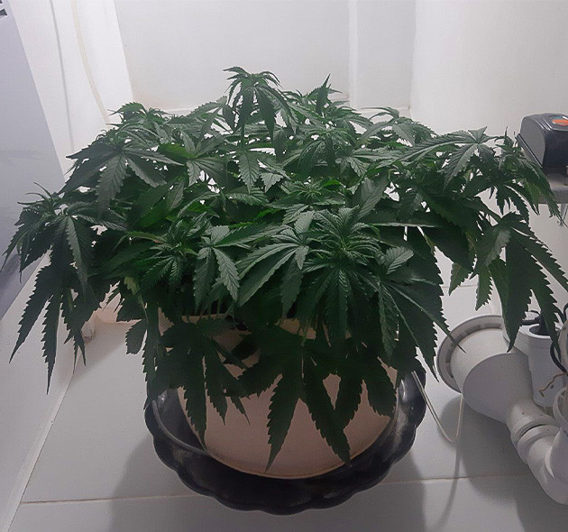 Рост и развитие Critical Orange Punch Auto Начало предцвета Critical Orange Punch Auto