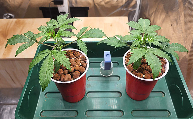 Вторая неделя выращивания 2 ростка CBD Auto 20:1