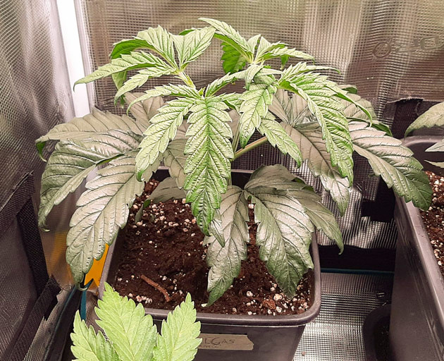 Введение удобрений для Fullgas Питание и развитие Fullgas