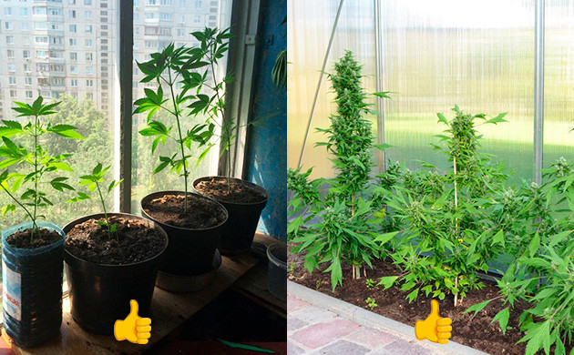 Выращивание на подоконнике и в теплице