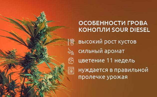Особенности выращивания сорта Sour Diesel Как растёт Sour Diesel?