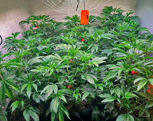 Активный рост конопли 4 неделя выращивания марихуаны